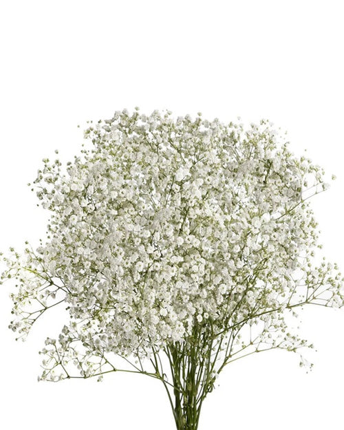 Baby's Breath (Gypsophila) Wholesale Flowers Fresh Blooms Langley