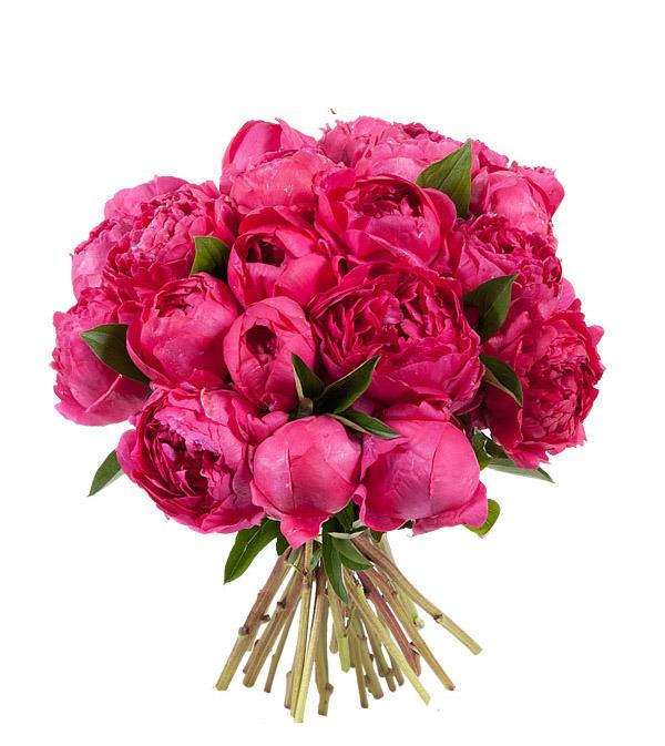 https://www.freshblooms.ca/cdn/shop/products/hot-pink-peony-bouquet-855847.jpg?v=1618552208